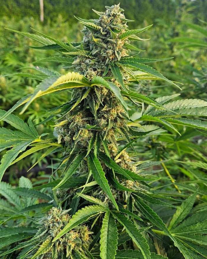 OMO Labs flowering cannabis cola