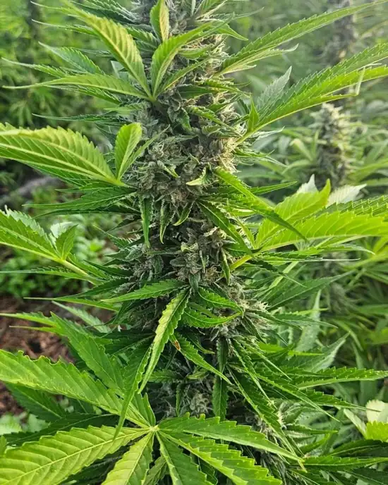 OMO Labs sativa cannabis plant