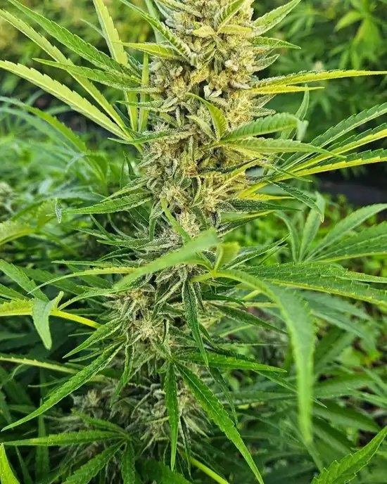 OMO Labs indica cannabis plant
